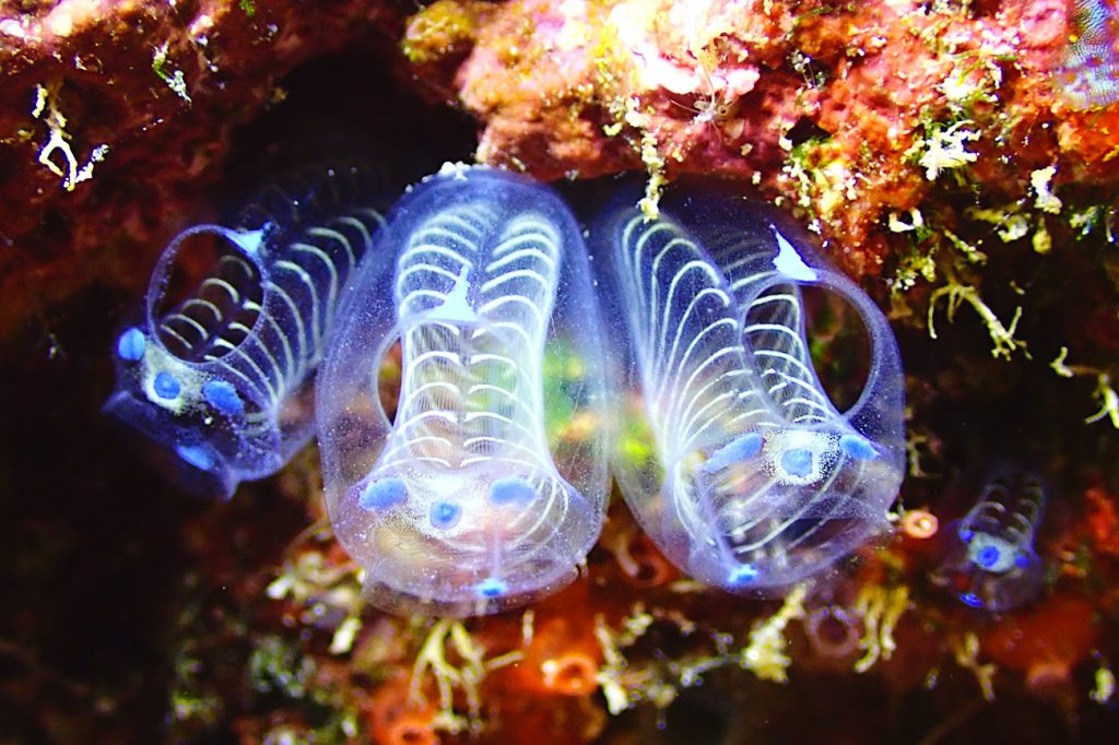 青いガイコツパンダホヤ