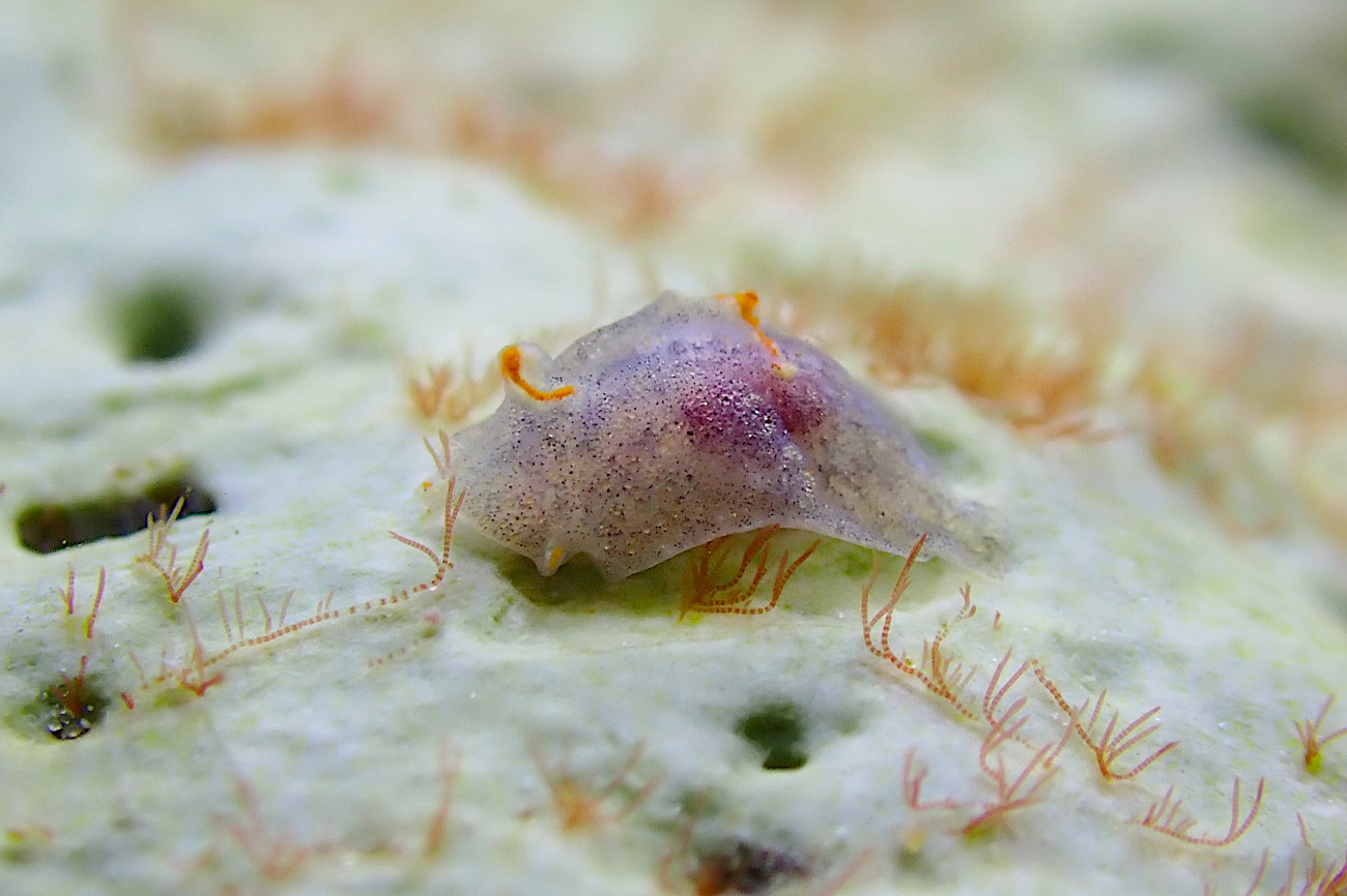 コンニャクウミコチョウ