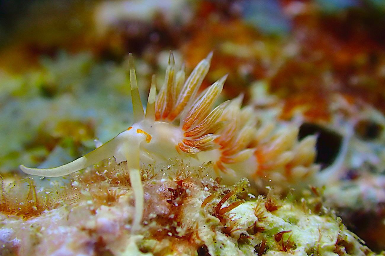 ハクセンミノウミウシ属の一種3