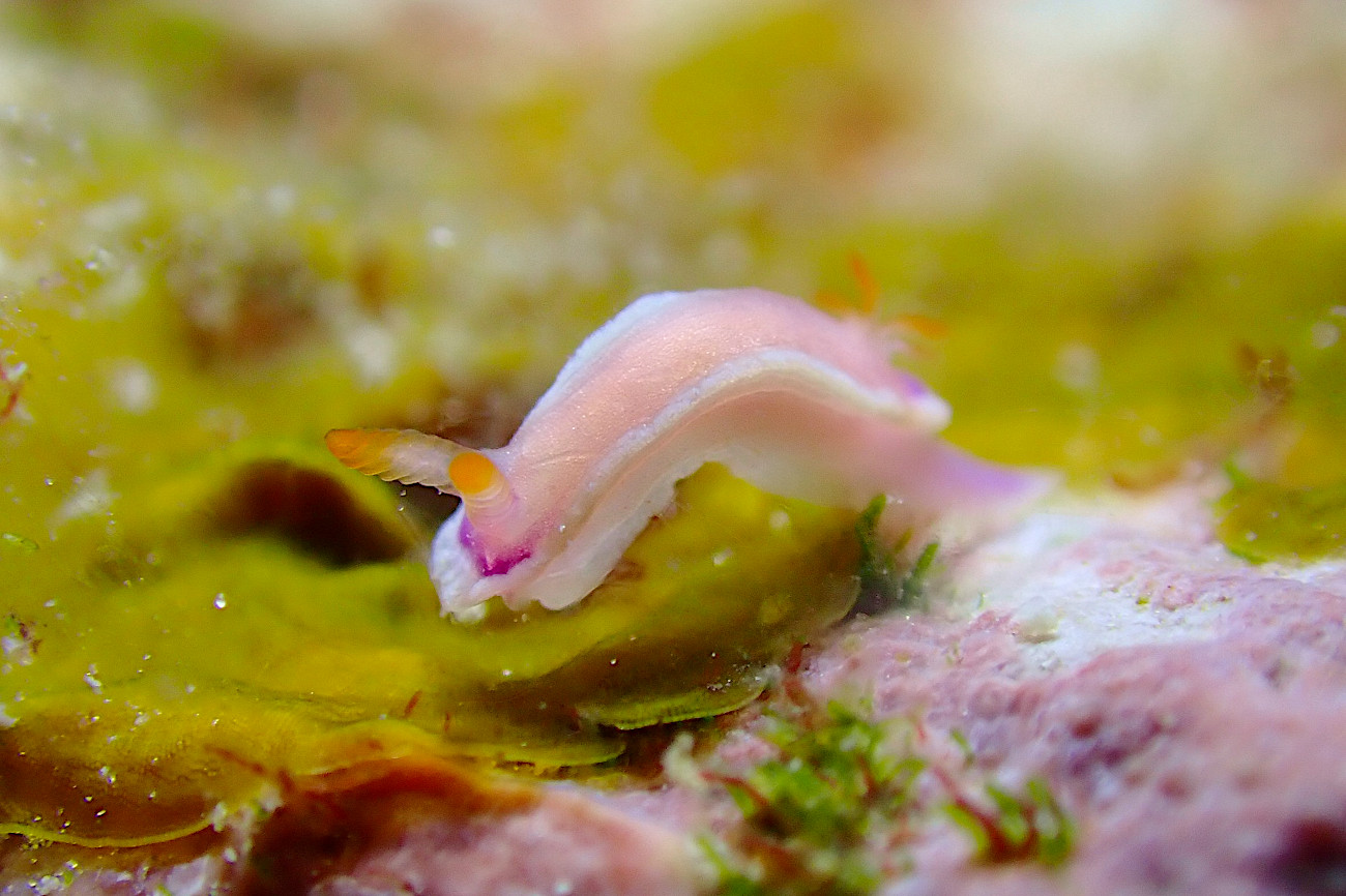 ラベンダーウミウシ