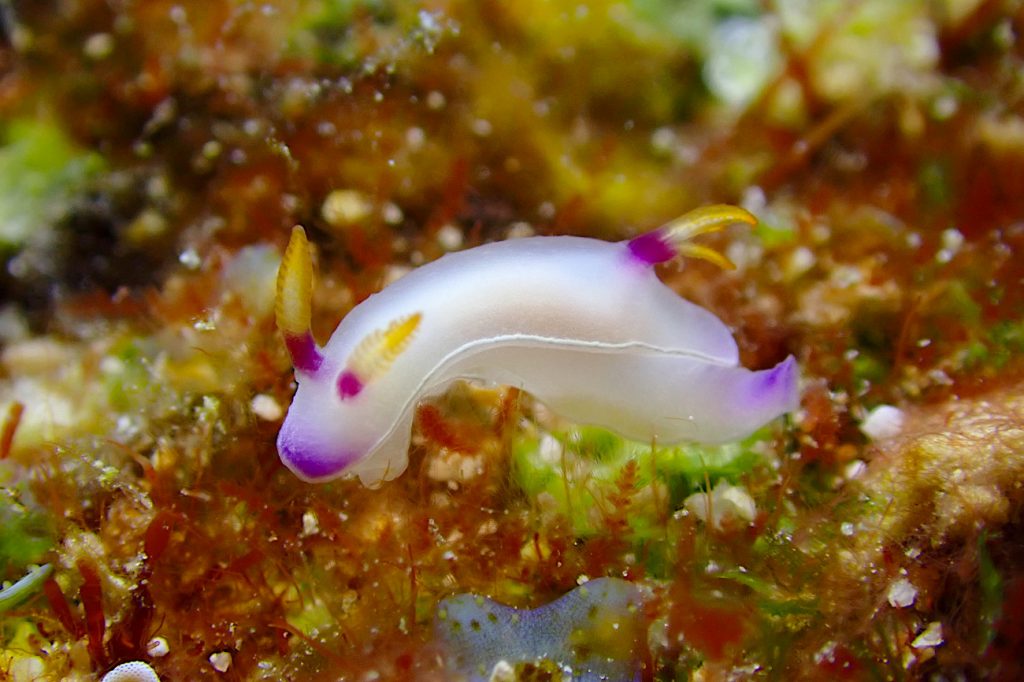 ゾウゲイロウミウシ