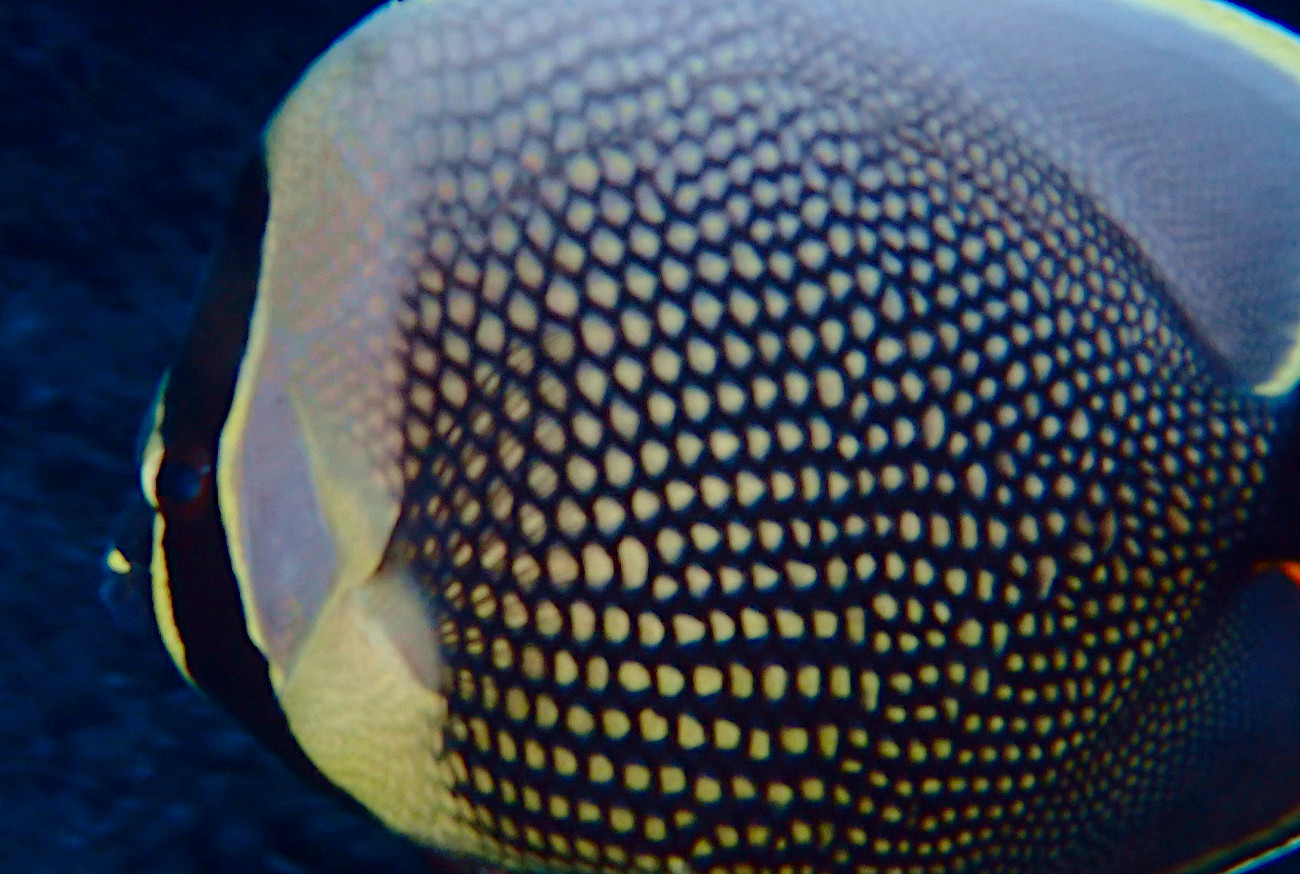 ハクテンカタギ