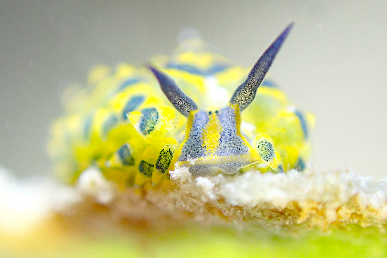 ミナミアオモウミウシ