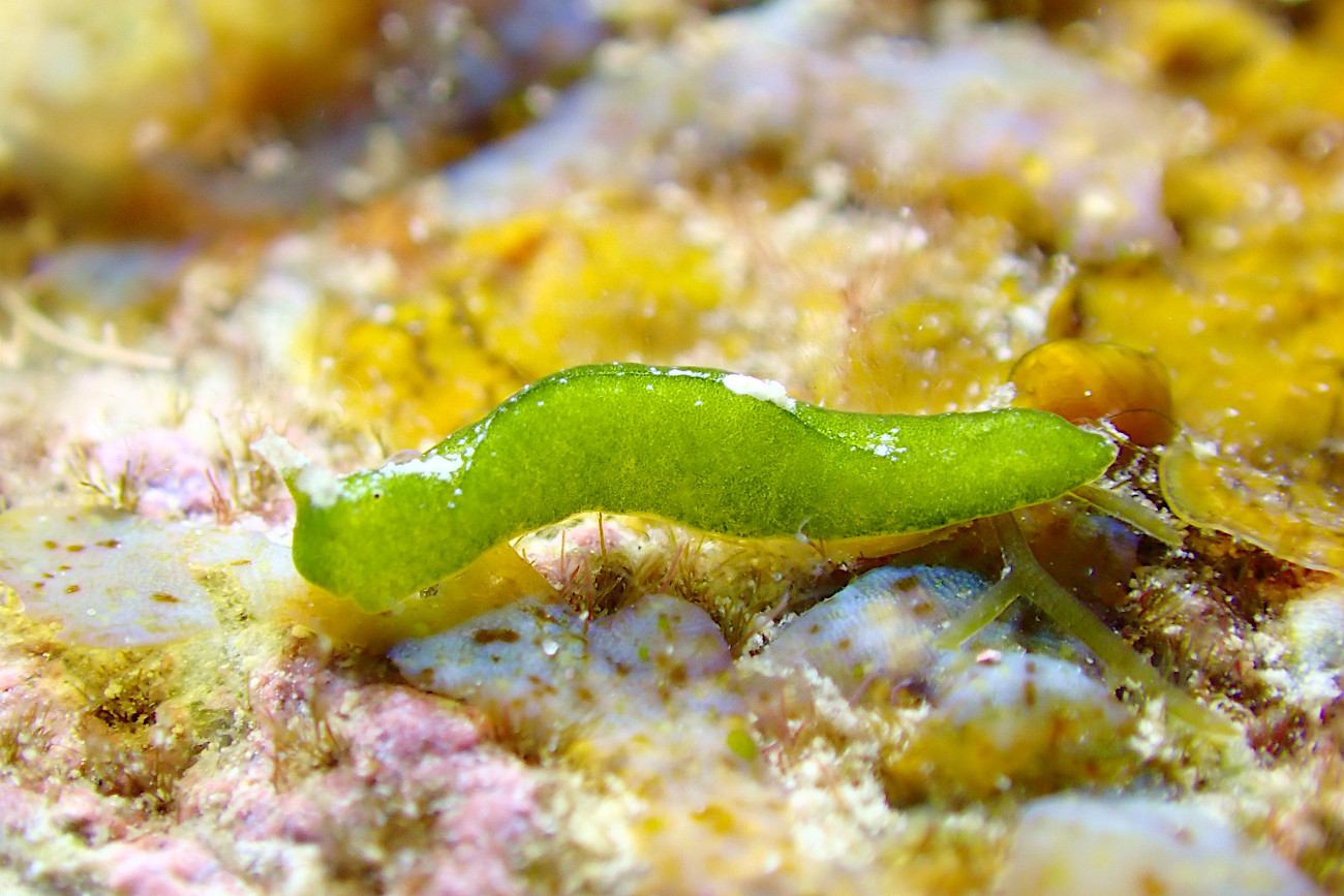 ウチワミドリガイ