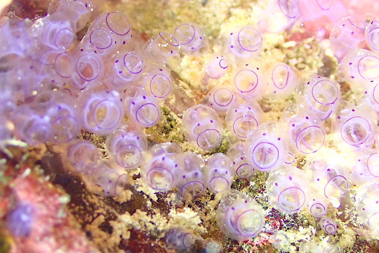 カールオジサンホヤ