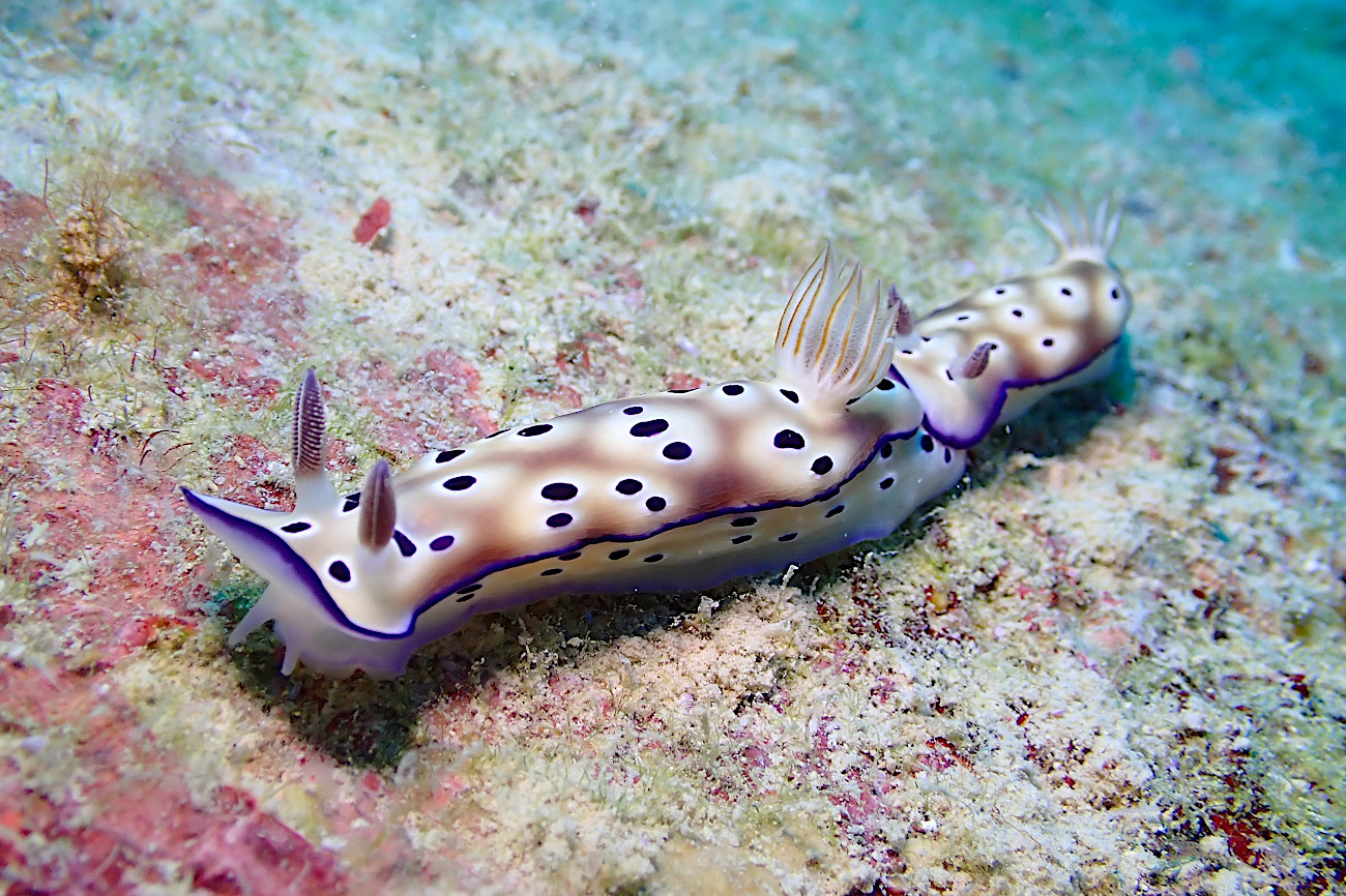 マダライロウミウシ