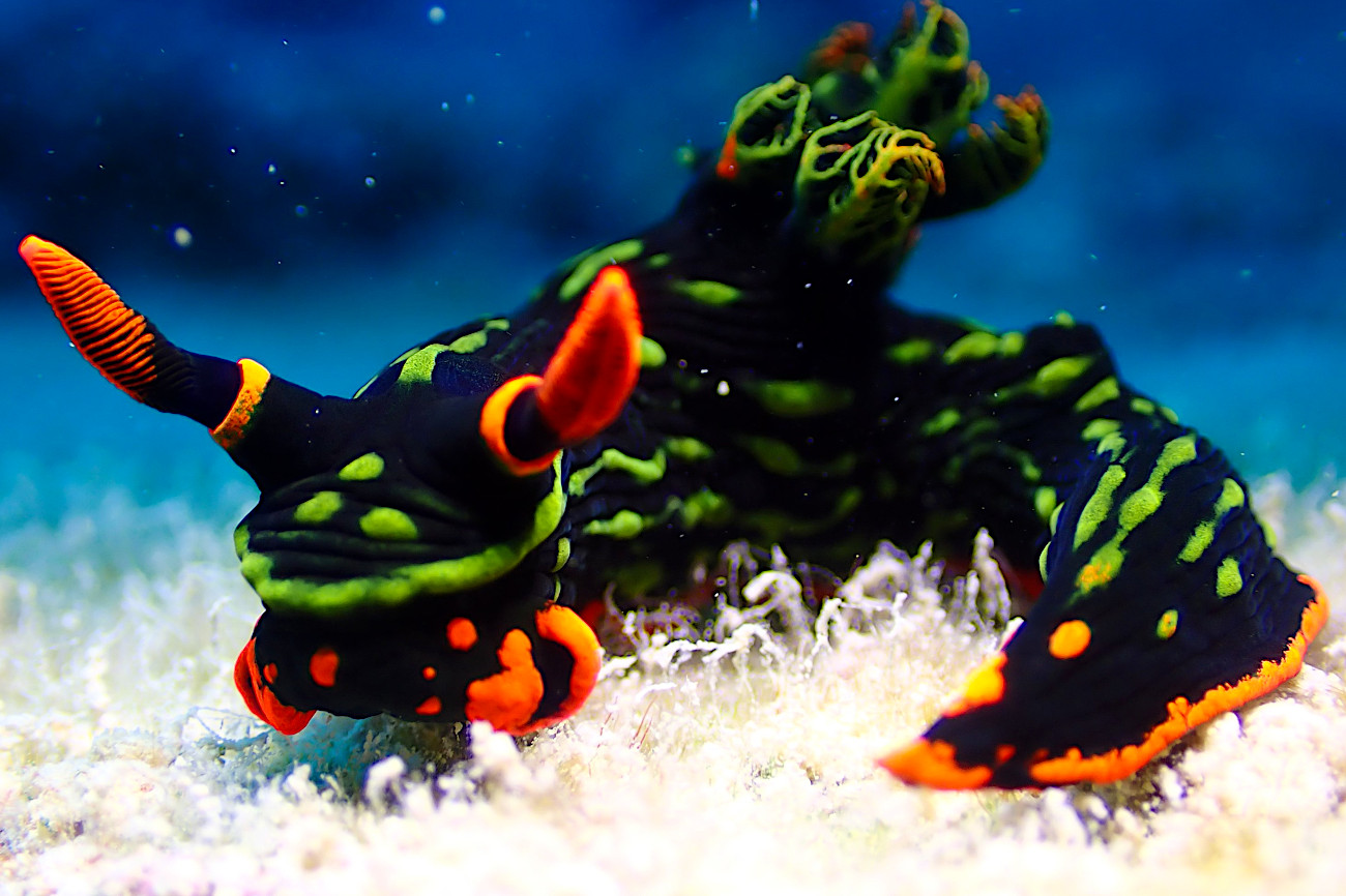 アカフチリュウグウウミウシ