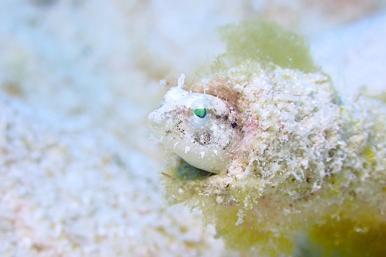 ハタタテギンポ