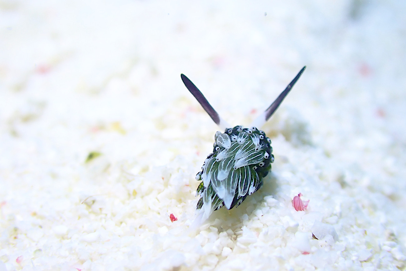 ウサギモウミウシ