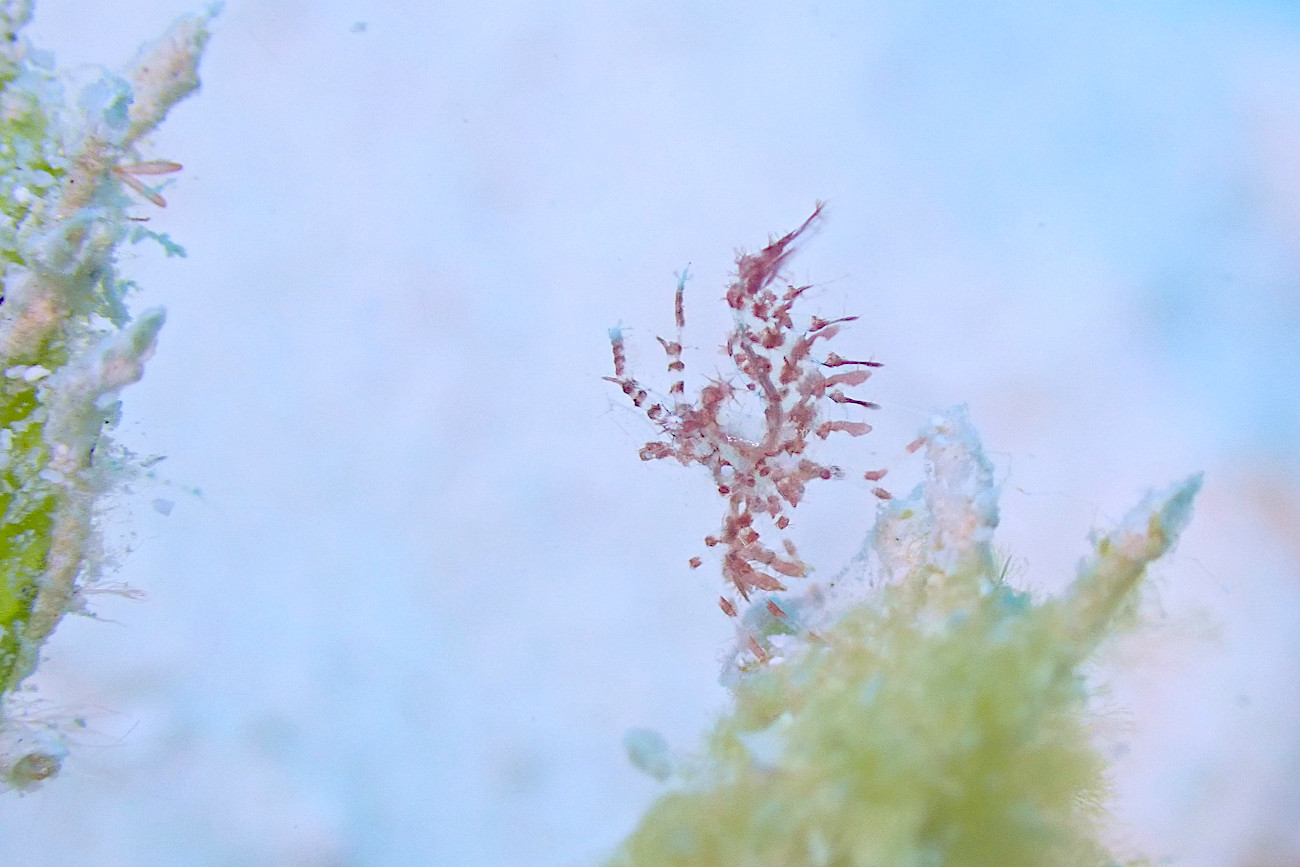 フィコカリス・シムランス