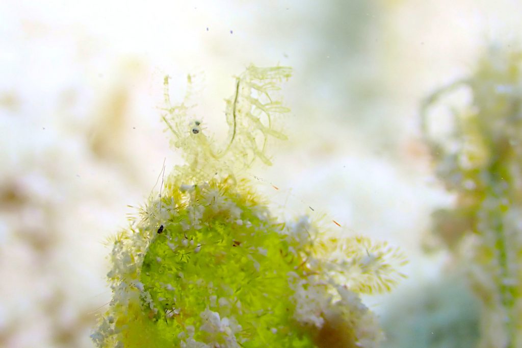 フィコカリス・シムランス