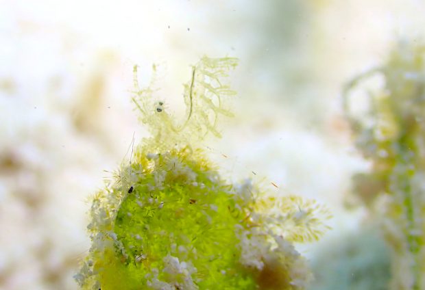 フィコカリス・シムランス