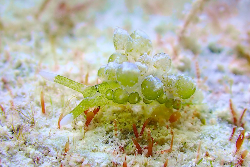 タマミルウミウシ