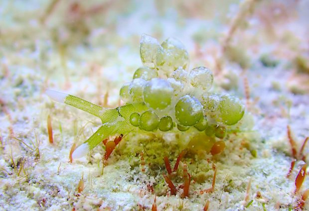 タマミルウミウシ