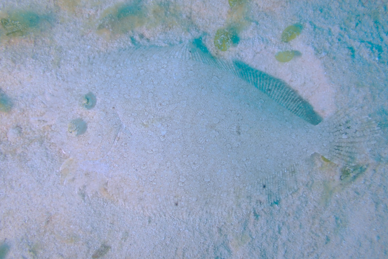 トゲダルマガレイ