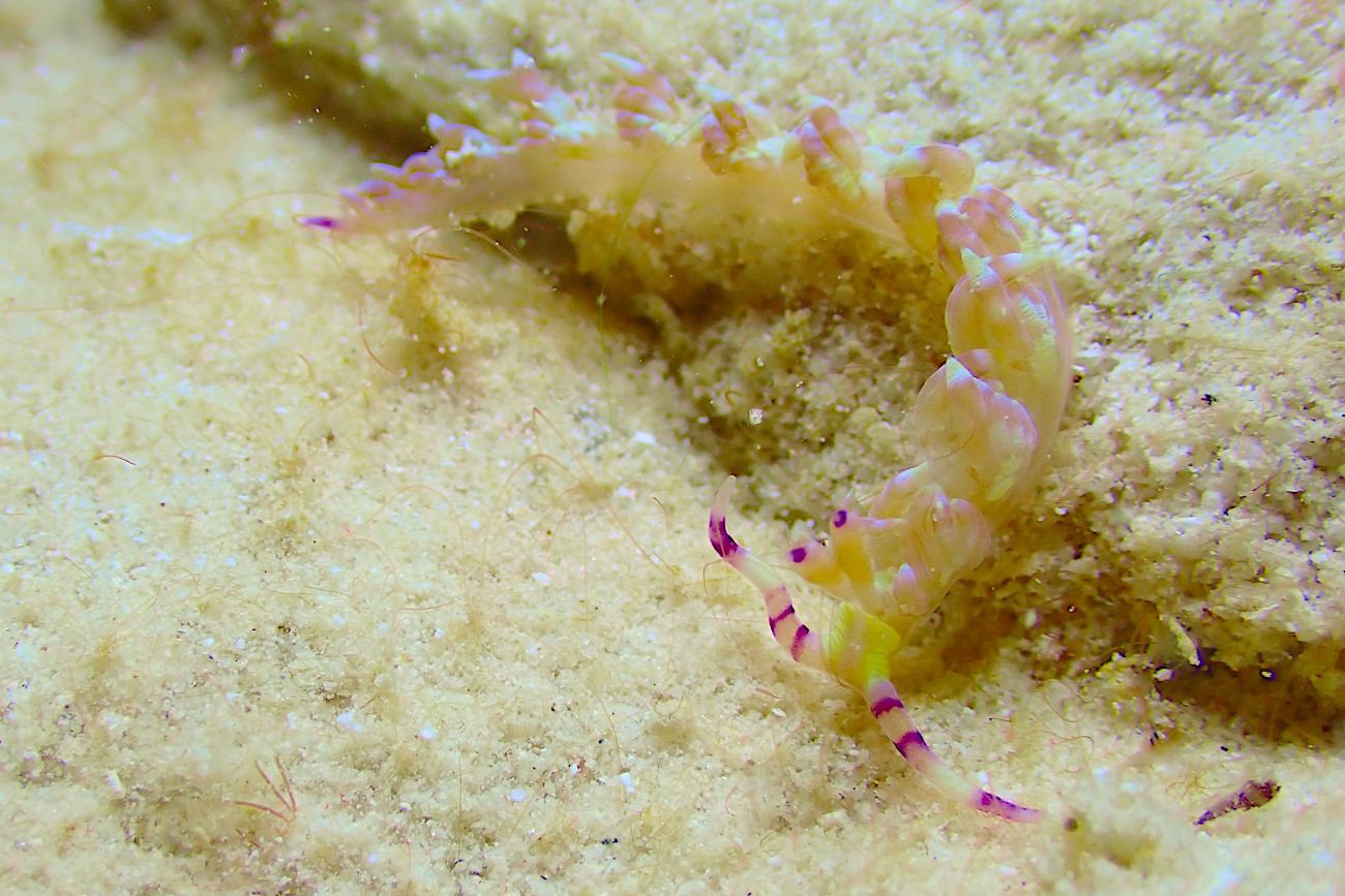 ムカデミノウミウシ