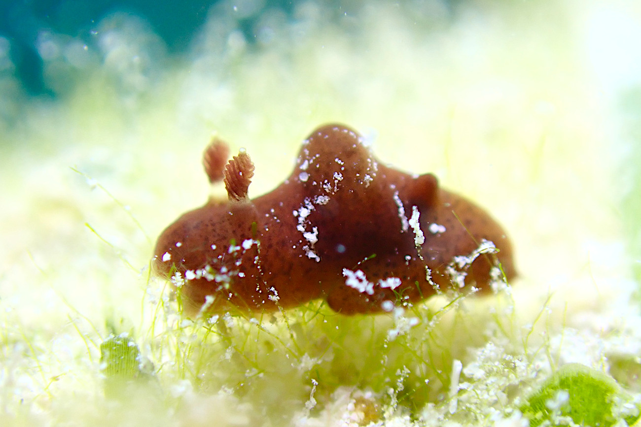 ハラックサウミウシ