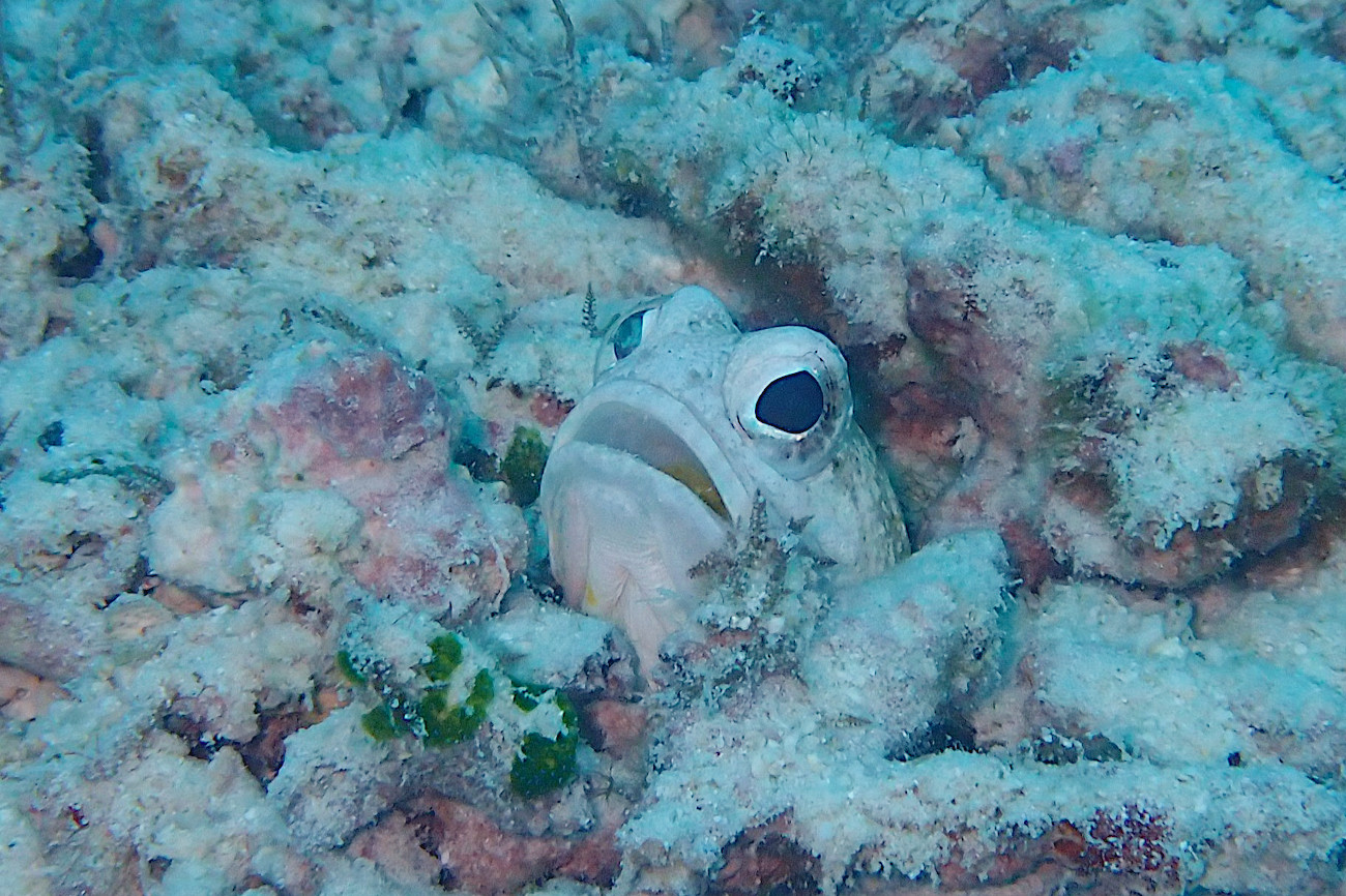 ジョーフィッシュ