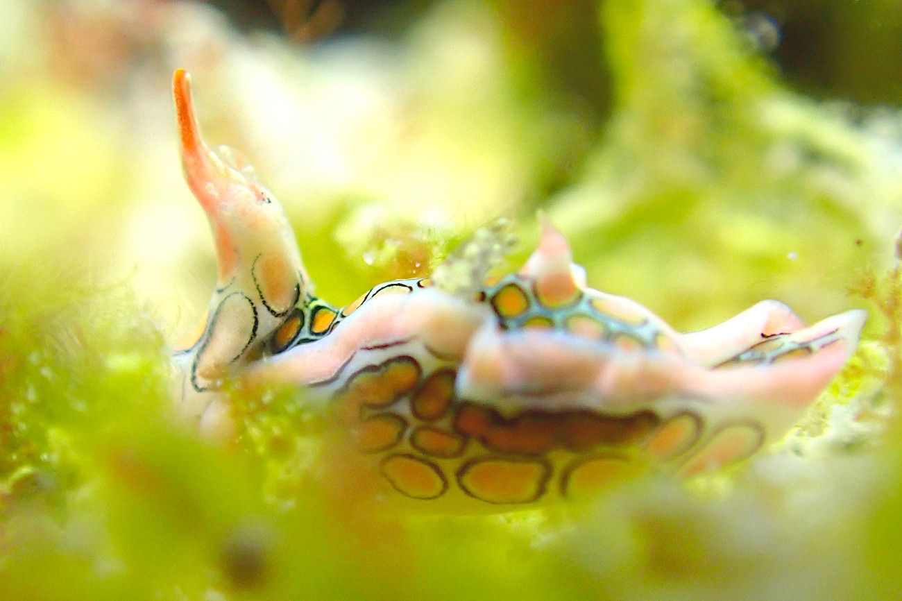 トウモンウミコチョウ