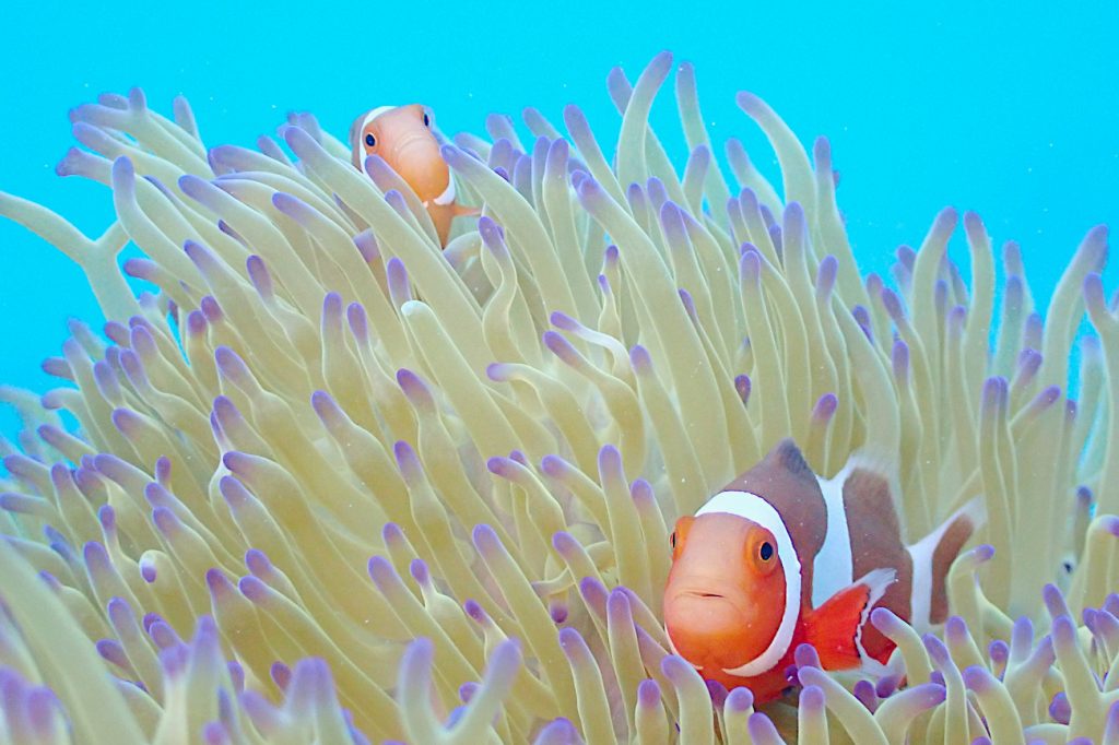 カクレクマノミ