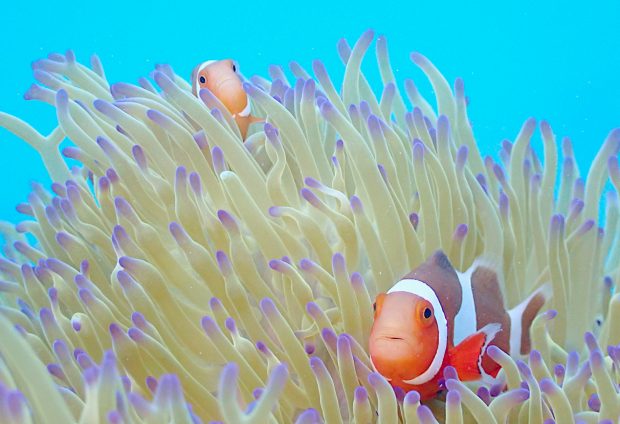 カクレクマノミ