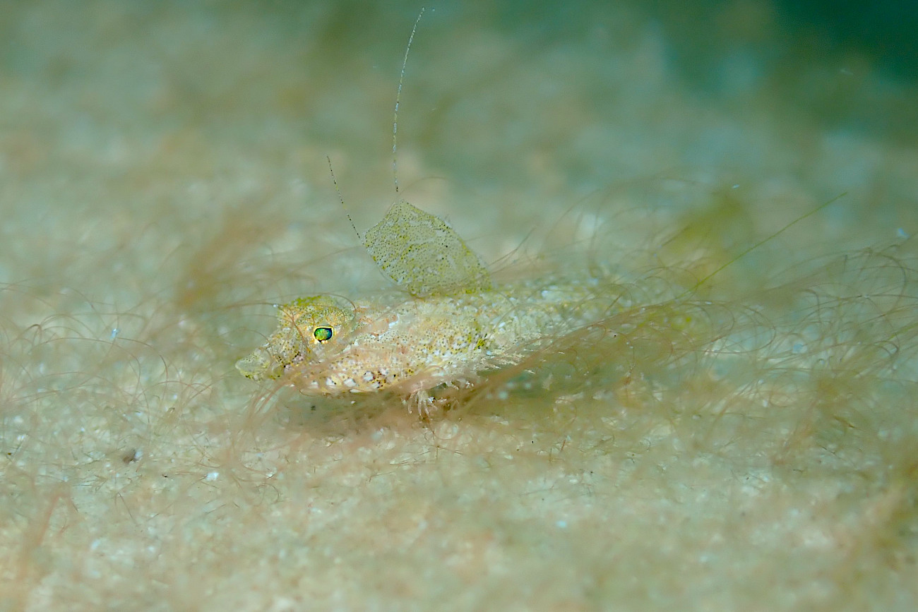 ミナミコブヌメリ