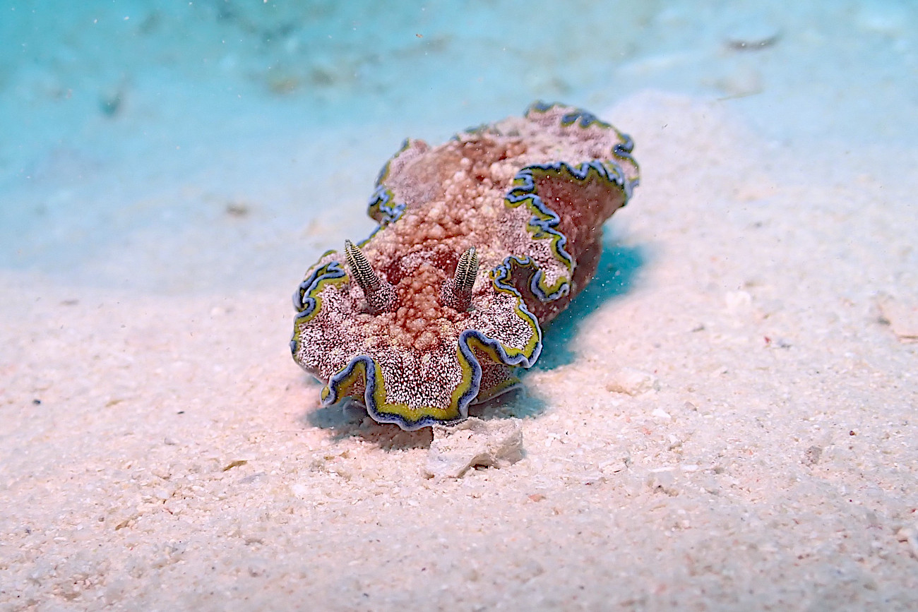 モンジャウミウシ