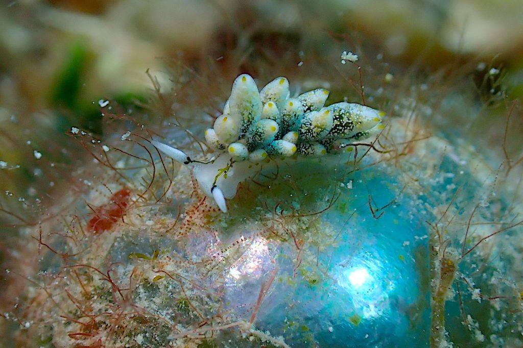 フタスジアオモウミウシ