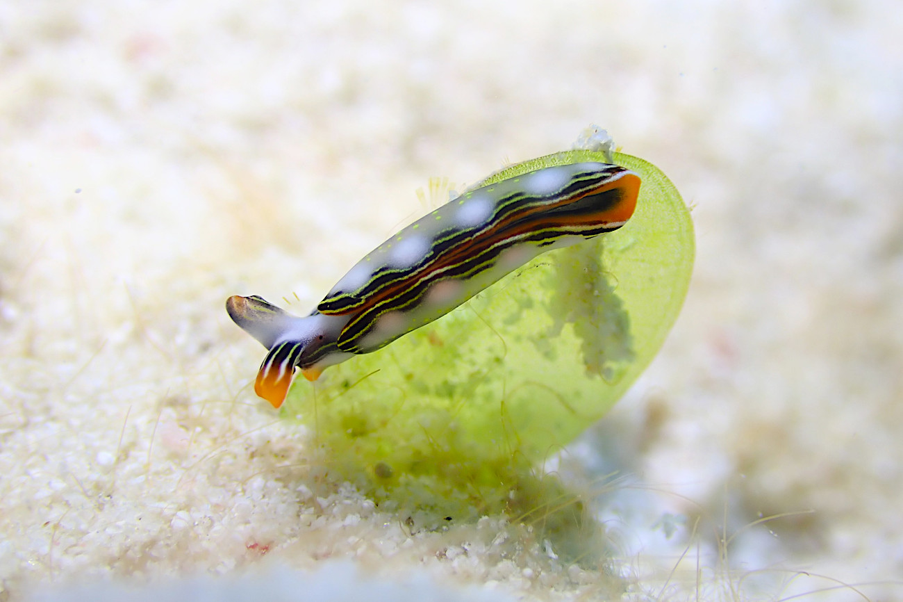 ハナミドリガイ