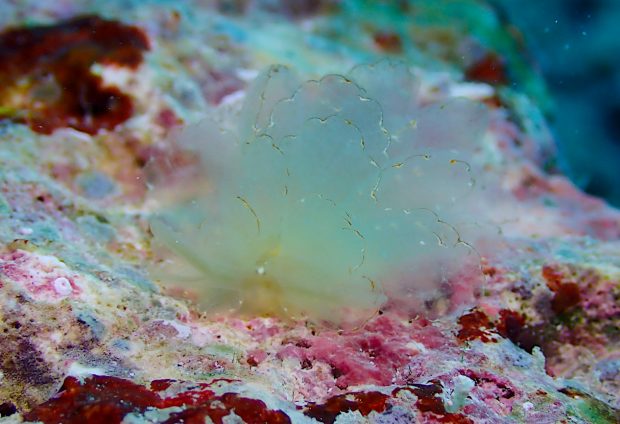 ミヤビウロコウミウシ