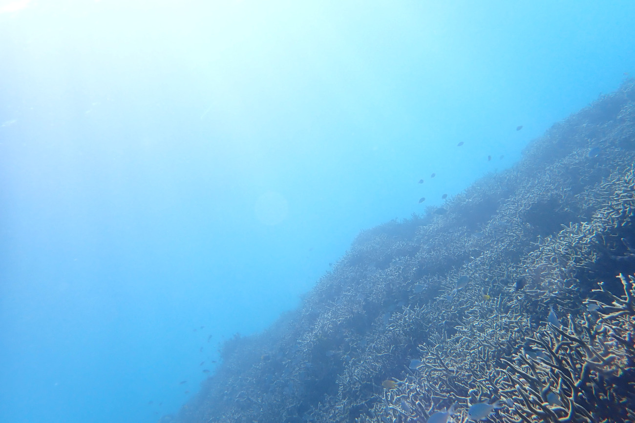 明るいサンゴの海