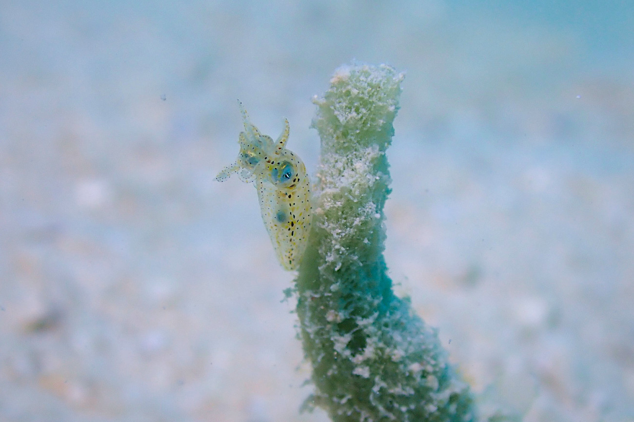 リュウキュウヒメイカ