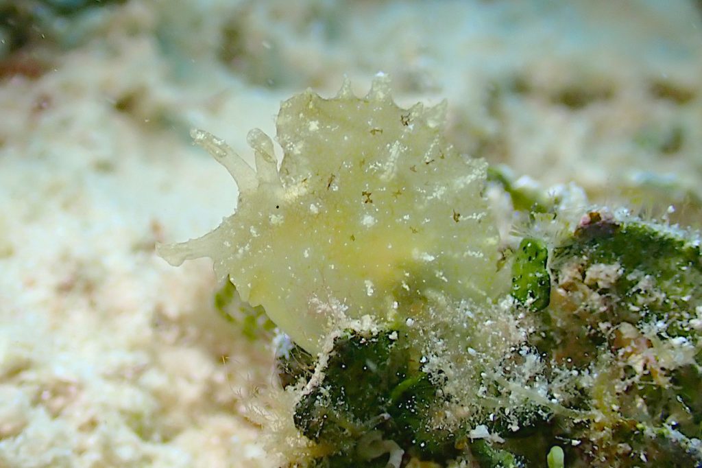 フウセンウミウシ