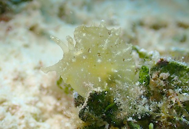 フウセンウミウシ