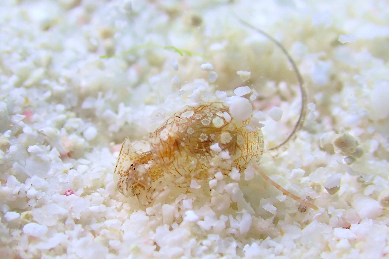 オナガブドウガイ