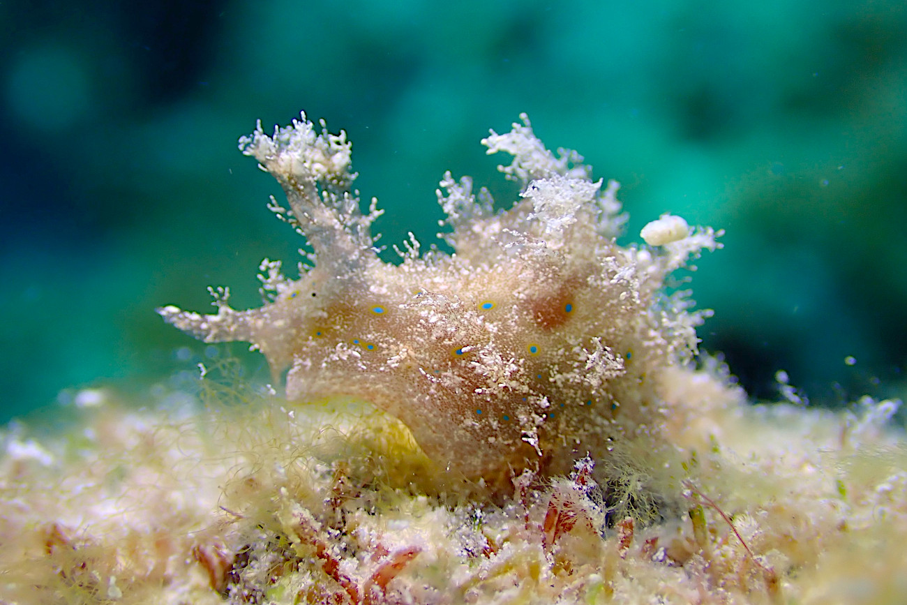 クロスジアメフラシ