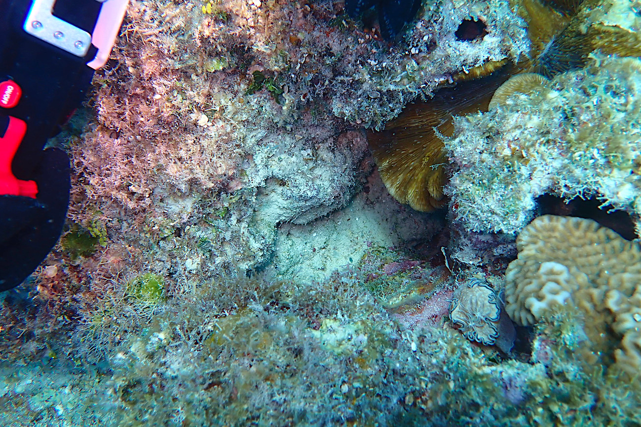 タヌキイロウミウシ