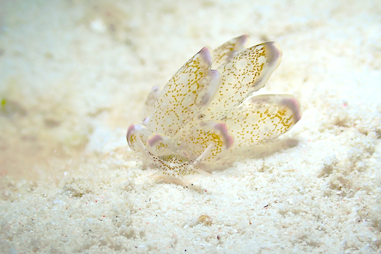 ハナビラウロコウミウシ