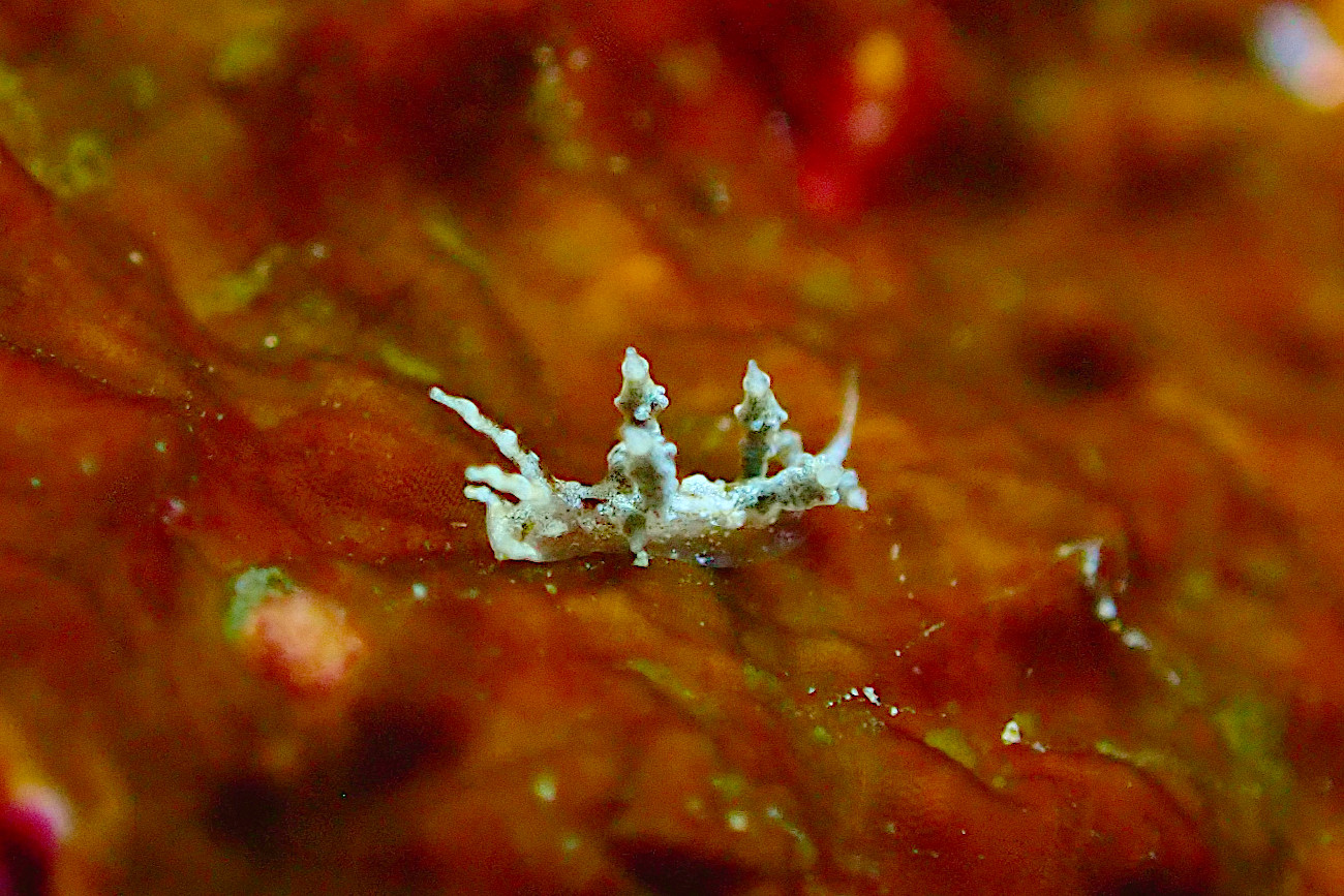 ジュズダマミノウミウシ