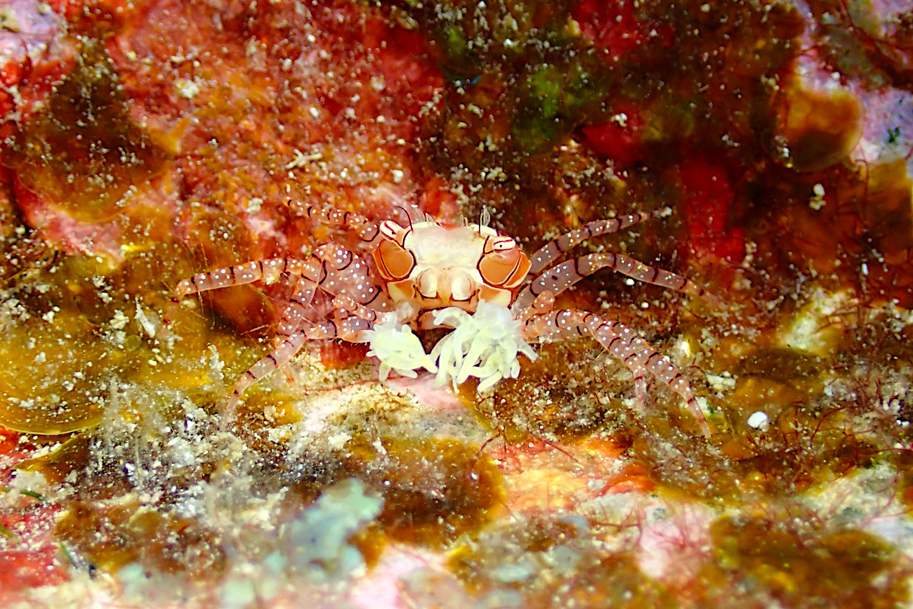 キンチャクガニ