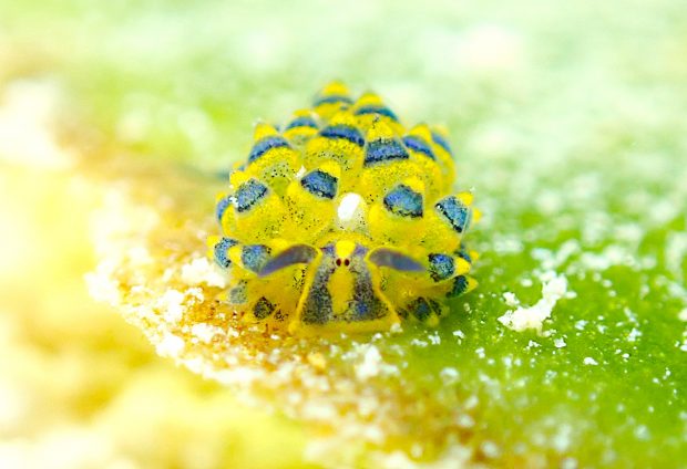 ミナミアオモウミウシ