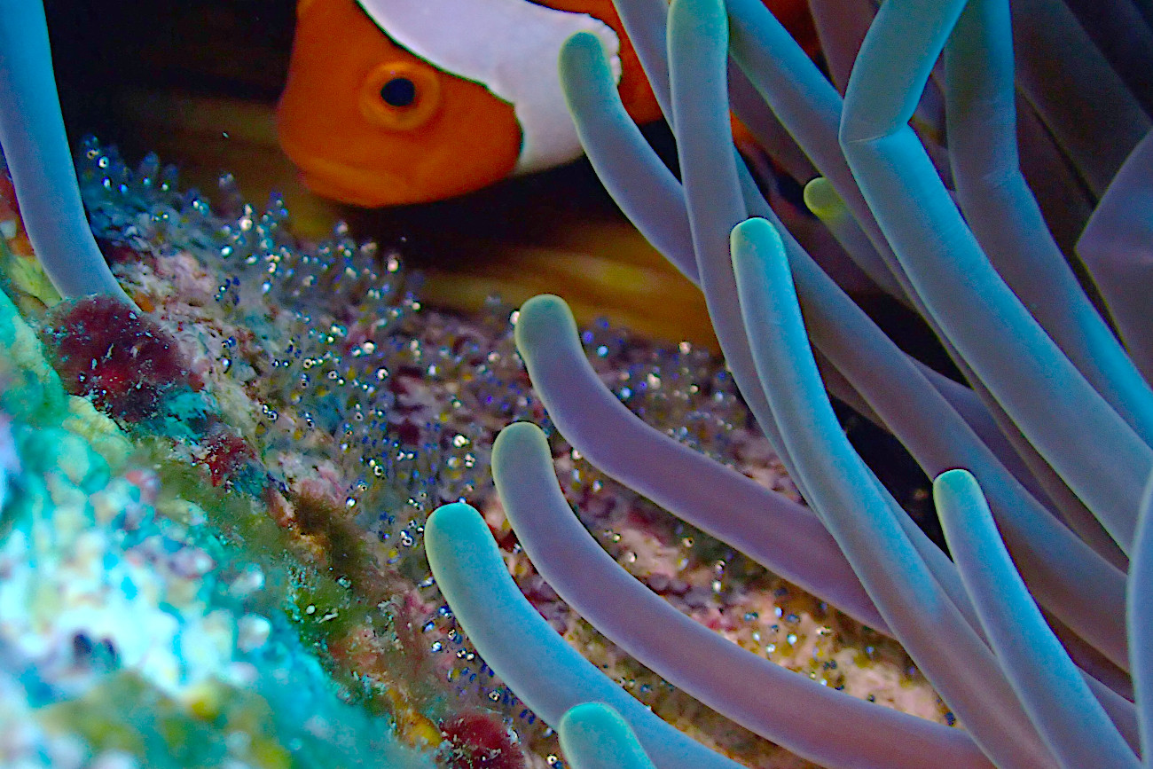 カクレクマノミ