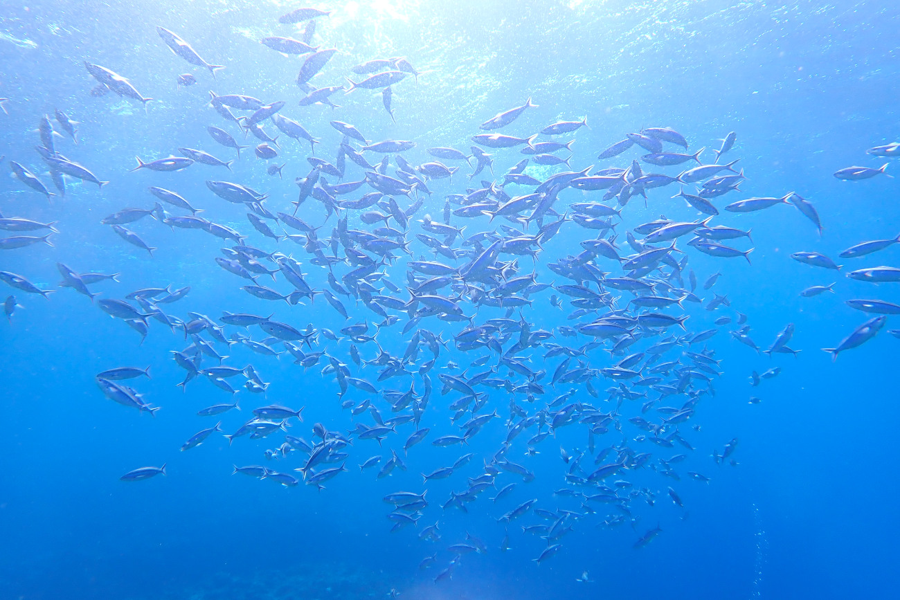 青い海とグルクン