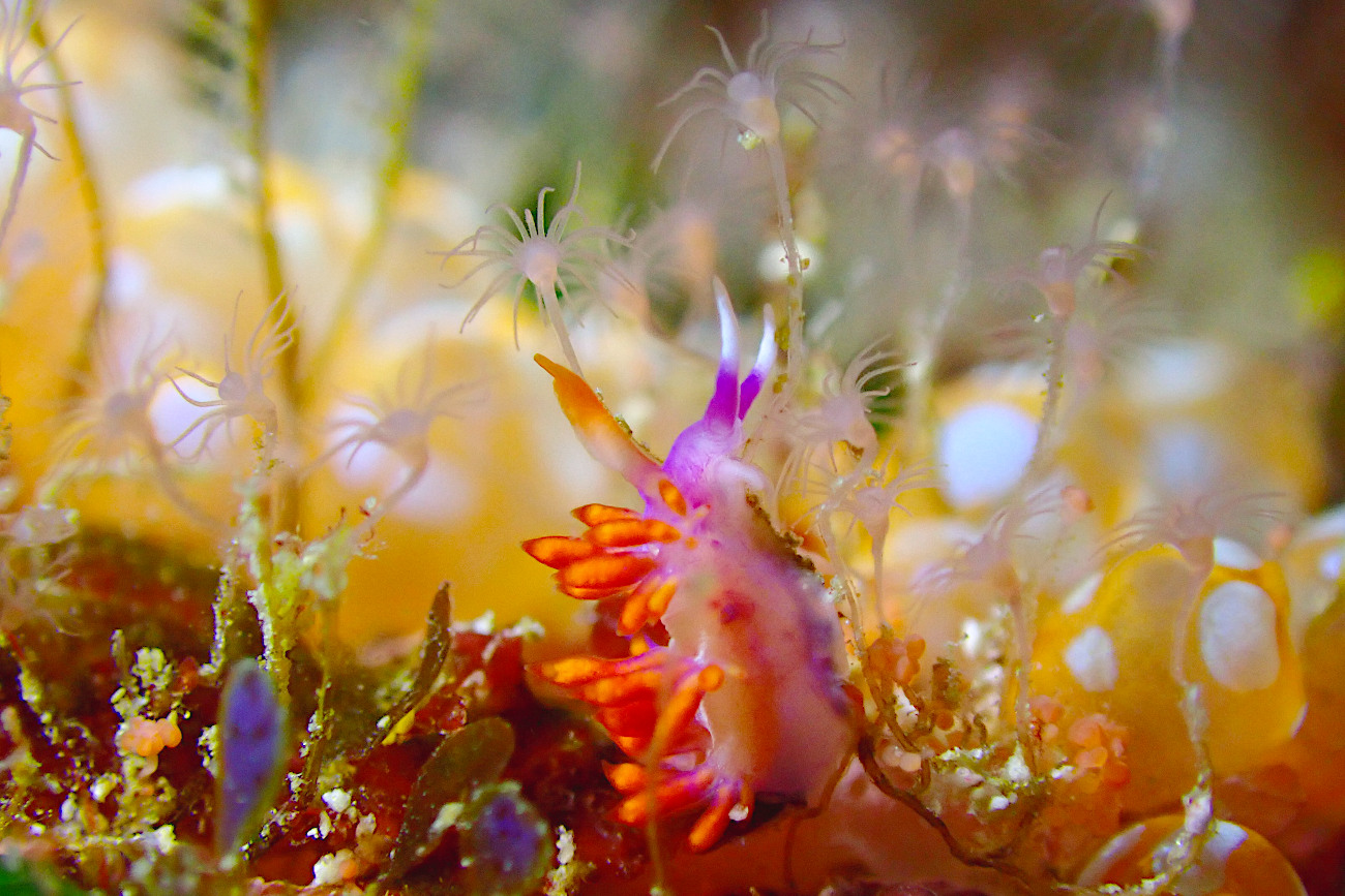 ルージュミノウミウシ