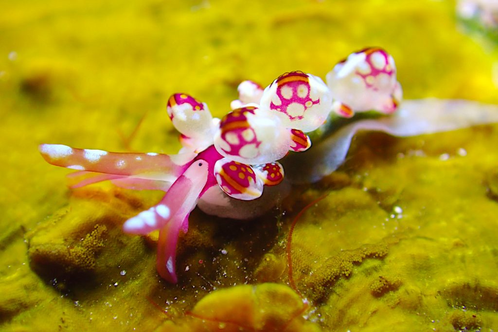 カノコウロコウミウシ