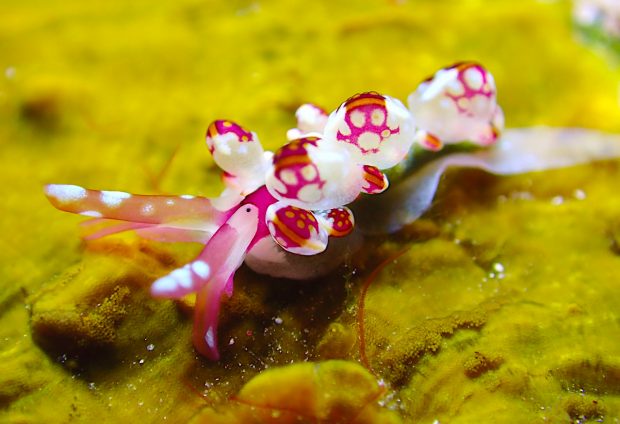 カノコウロコウミウシ