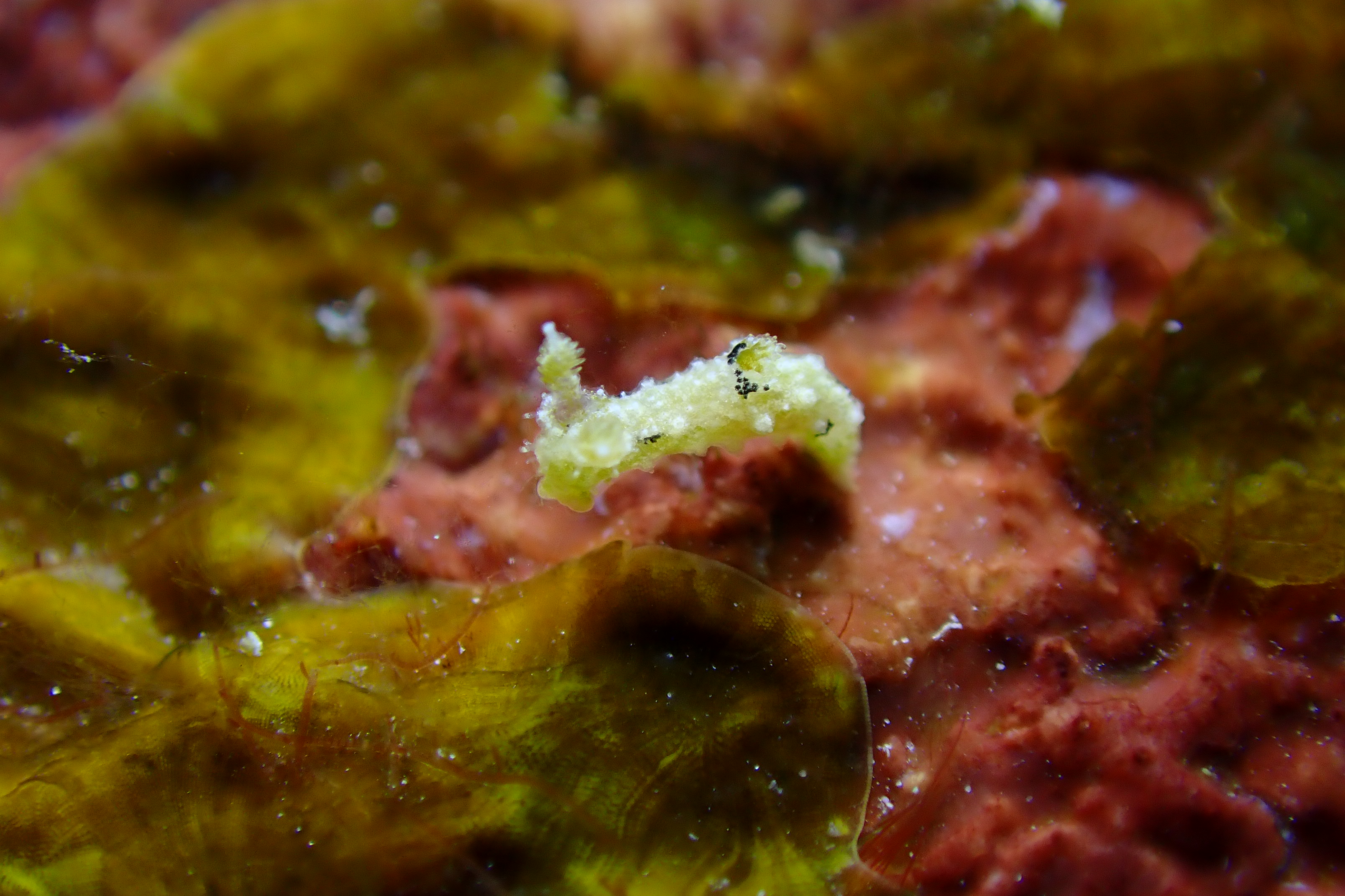 オウカンウミウシ