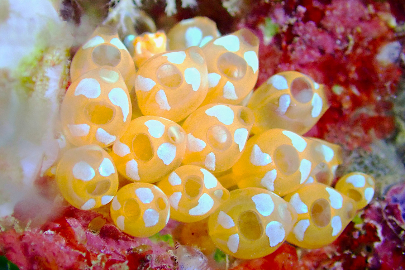 ウルトラマンホヤ