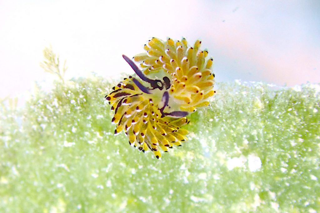 イリオモテモウミウシ