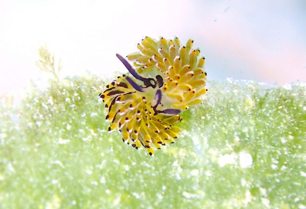 イリオモテモウミウシ